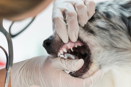 I-Nostri-Servizi-Odontoiatria